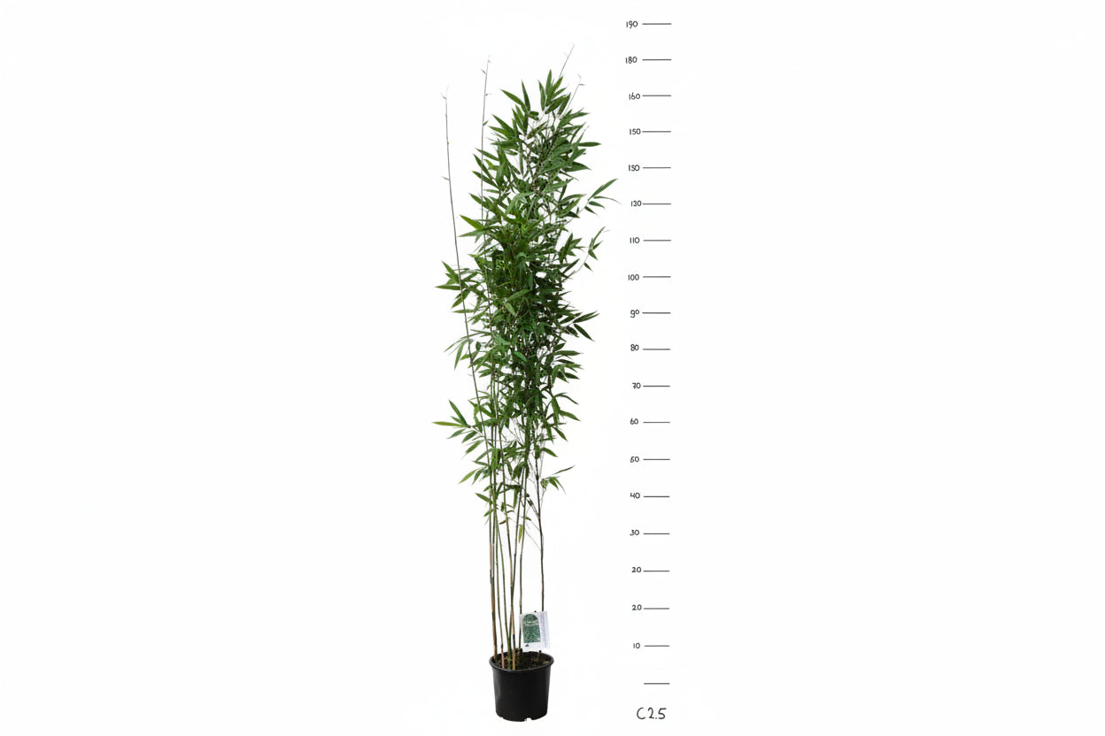 Fargesia nitida 'Black pearl' C2.5 60-80cm