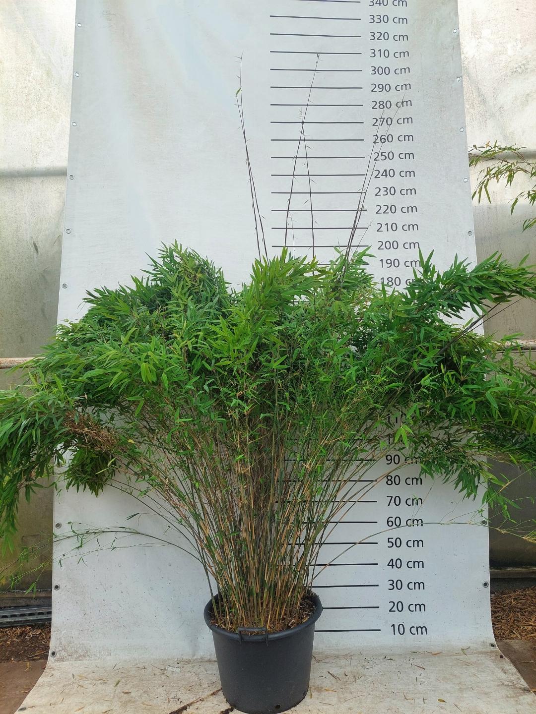 Fargesia Nitida "Volcano" 150-175cm C30
