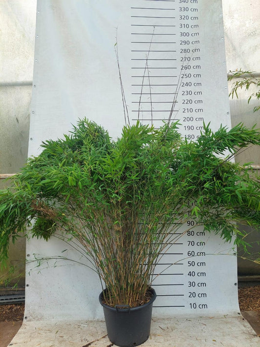 Fargesia Nitida "Volcano" 150-175cm C30