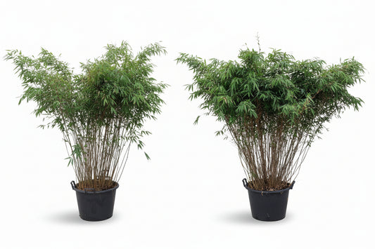 Fargesia Nitida "Volcano" 175-225cm C45