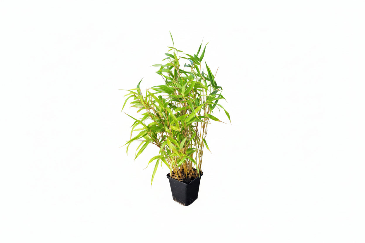 Fargesia robusta Campbell - 20-40cm P9