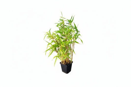 Fargesia robusta Campbell - 20-40cm P9