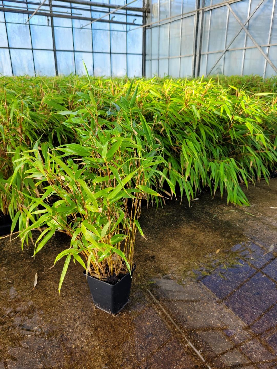 Fargesia robusta Campbell - 20-40cm P9