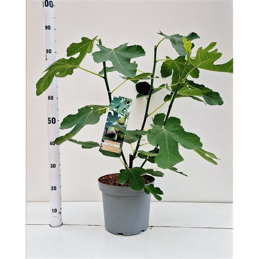 Ficus carica Brown Turkey - 60-80, C7.5