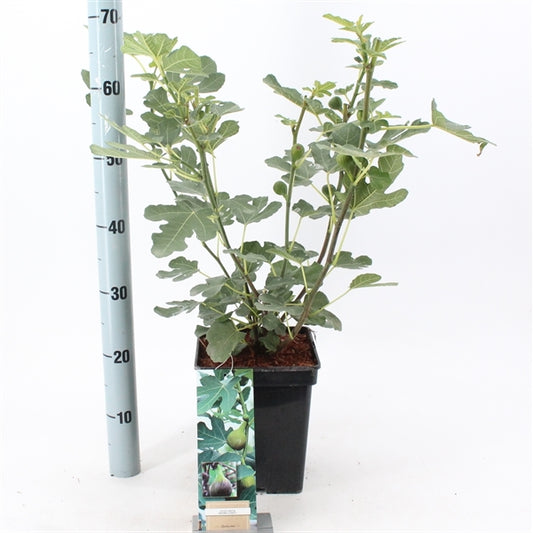Ficus carica Brown Turkey - 50-60, C5