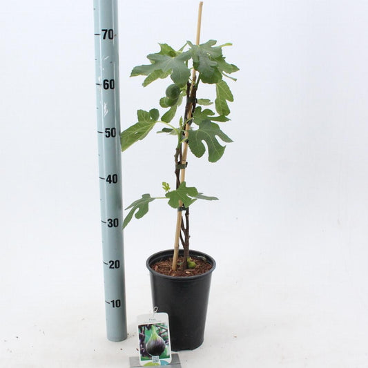 Ficus carica Brown Turkey - 30-40, C3RP