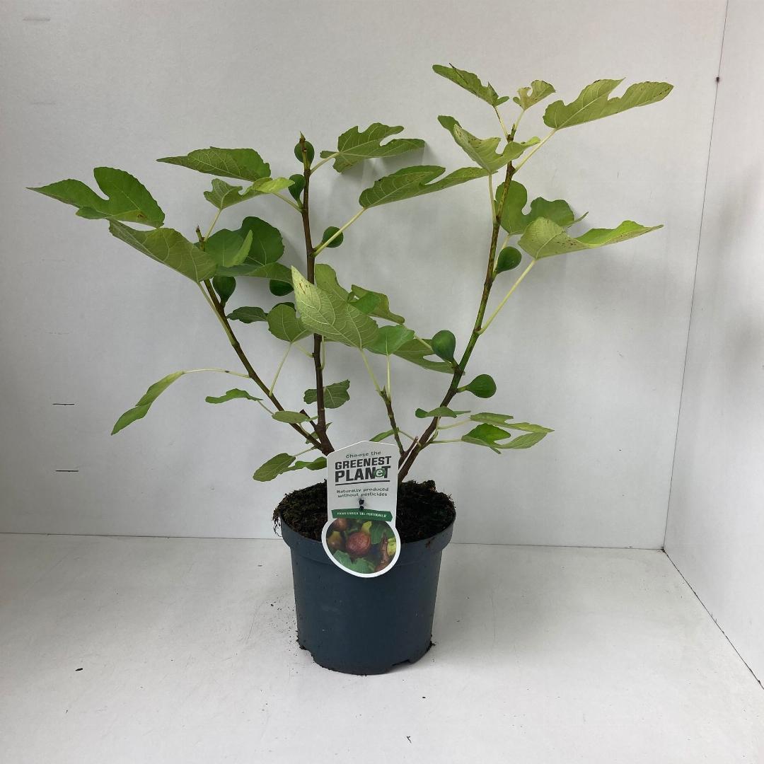 Ficus carica Del Portogallo - 40-50, C3