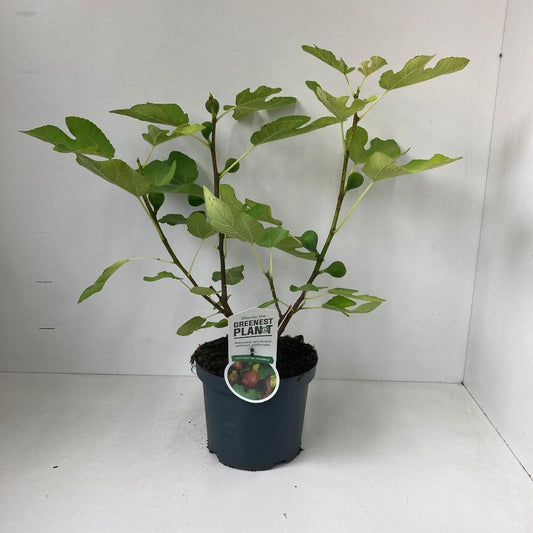 Ficus carica Del Portogallo - 40-50, C3