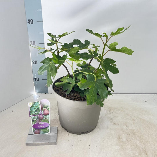 Ficus carica Gustissimo Perretta - 50-60, C5