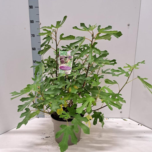 Ficus carica Little Miss Figgy - 50-60, C5
