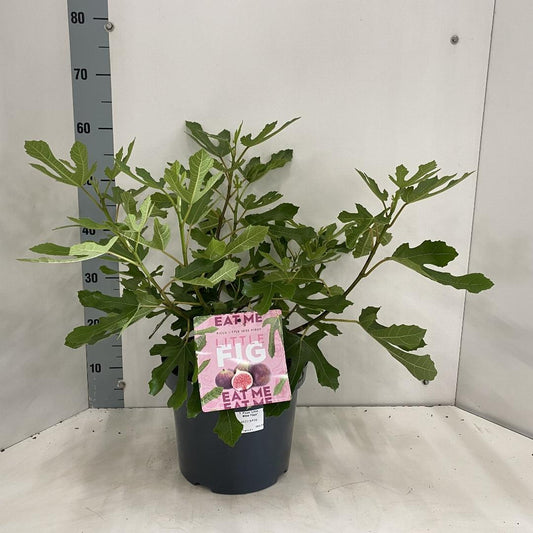 Ficus carica Little Miss Figgy - 35-40, C7.5