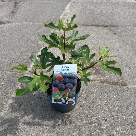 Ficus carica Little Miss Figgy - 30-40, C2