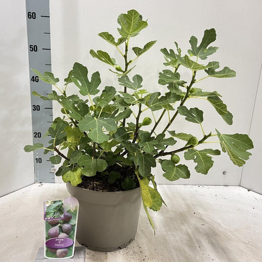 Ficus carica Morena - 50-60, C5