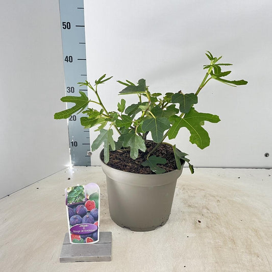 Ficus carica Rouge de Bordeaux - 50-60, C5
