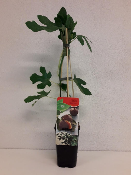 Ficus carica 'Brown Turkey' 60cm, c1,7
