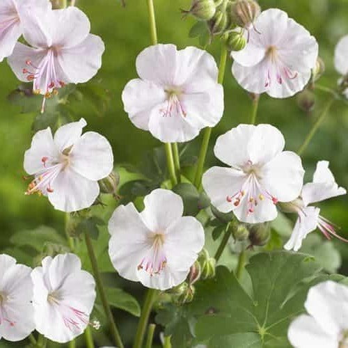 Geranium cantabrigiense 'Biokovo' - Ooievaarsbek wit
