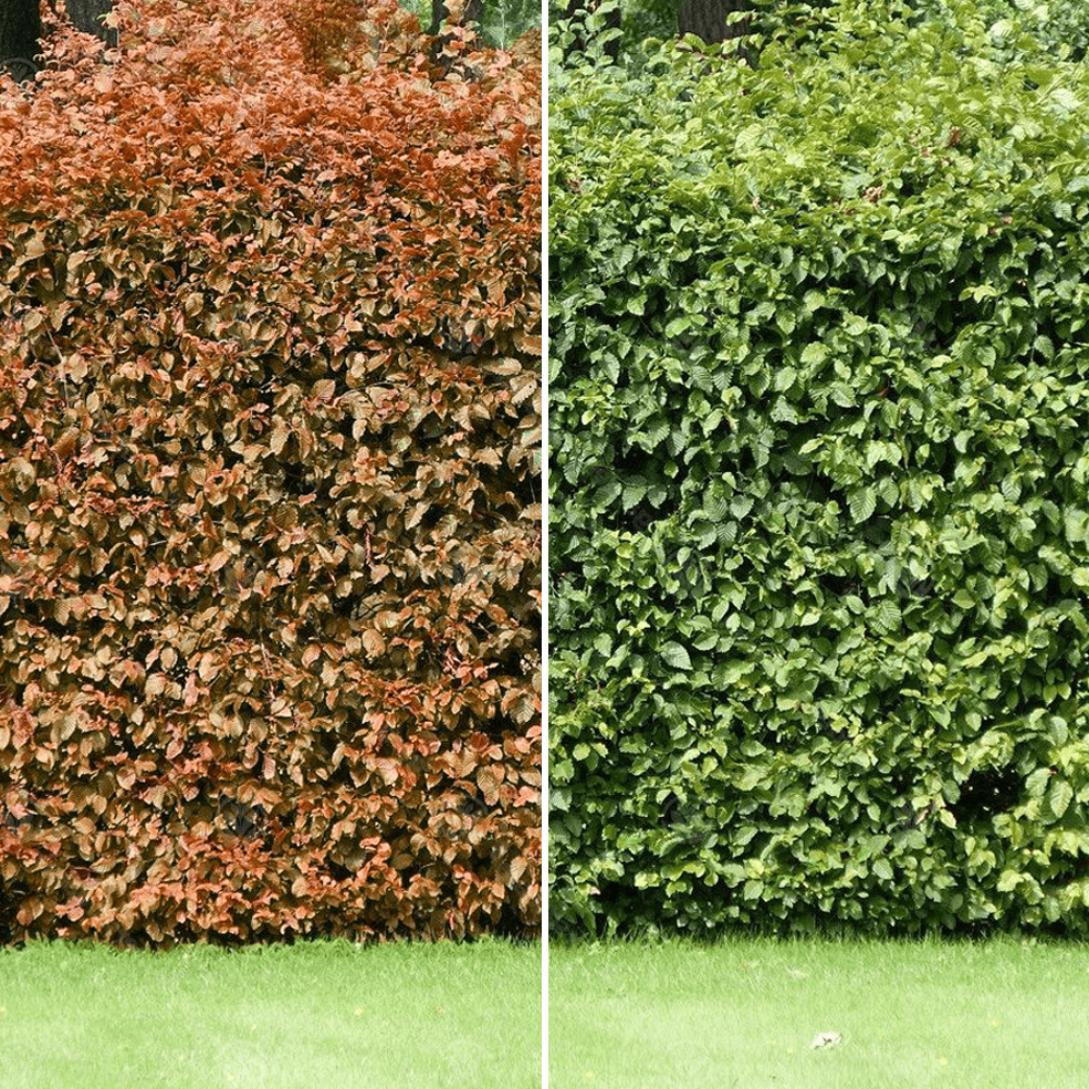 Groene beukenhaag (Fagus sylvatica) in pot pakket dubbele rij per meter - Tuinplantenloods