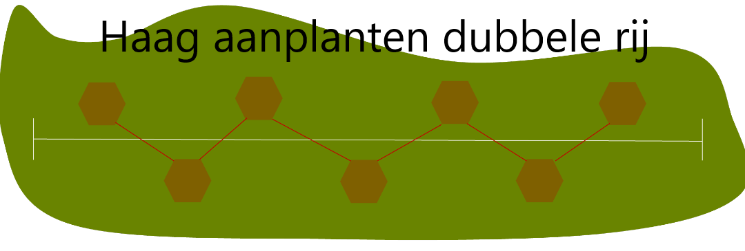 Groene beukenhaag (Fagus sylvatica) in pot pakket dubbele rij per meter - Tuinplantenloods