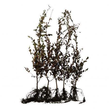 Carpinus betulus - Haagbeuk blote wortel