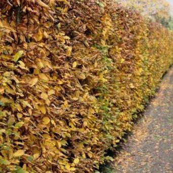 Haagbeuk (Carpinus betulus) wortelgoed pakket enkele rij per meter - Tuinplantenloods