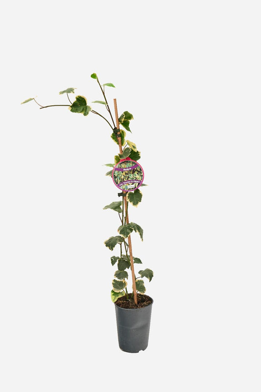 Hedera colchica Dentata Variegata 70, P14, STOK