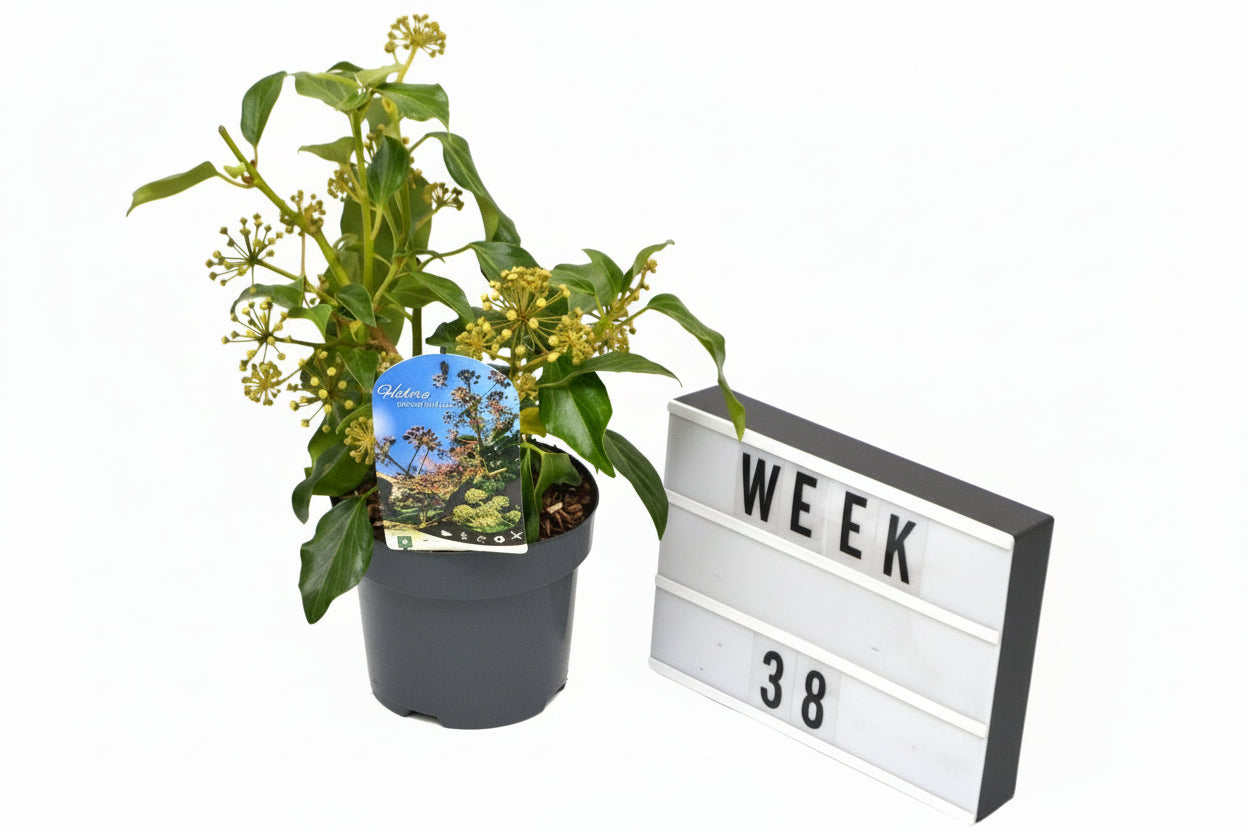 Hedera colchica 'Fall Favourite' C3