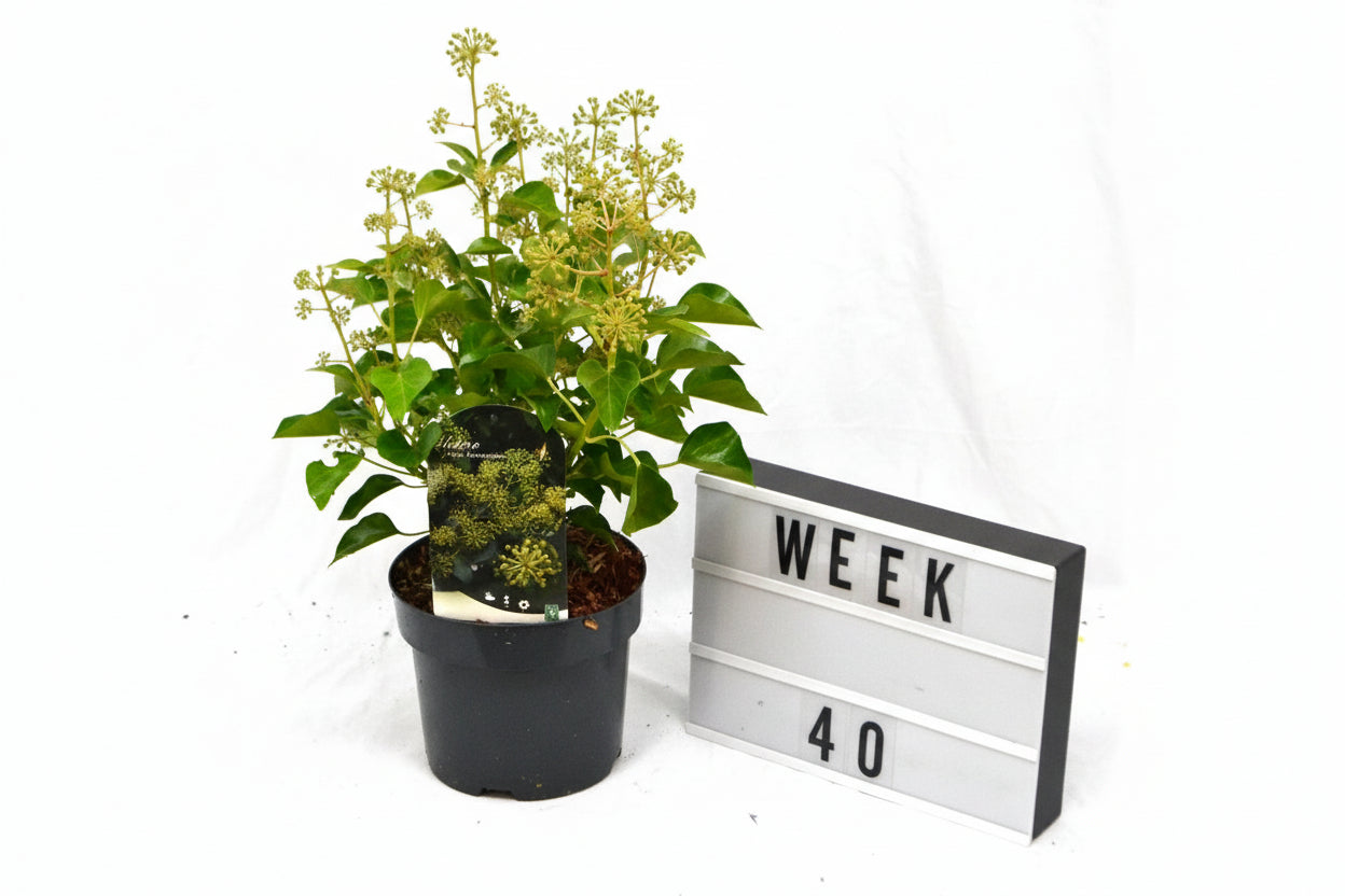 Hedera hel. 'Arborescens' C3