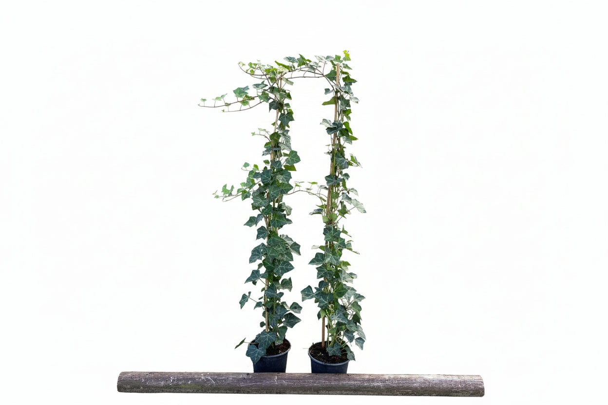 Hedera hibernica C2 100-125cm