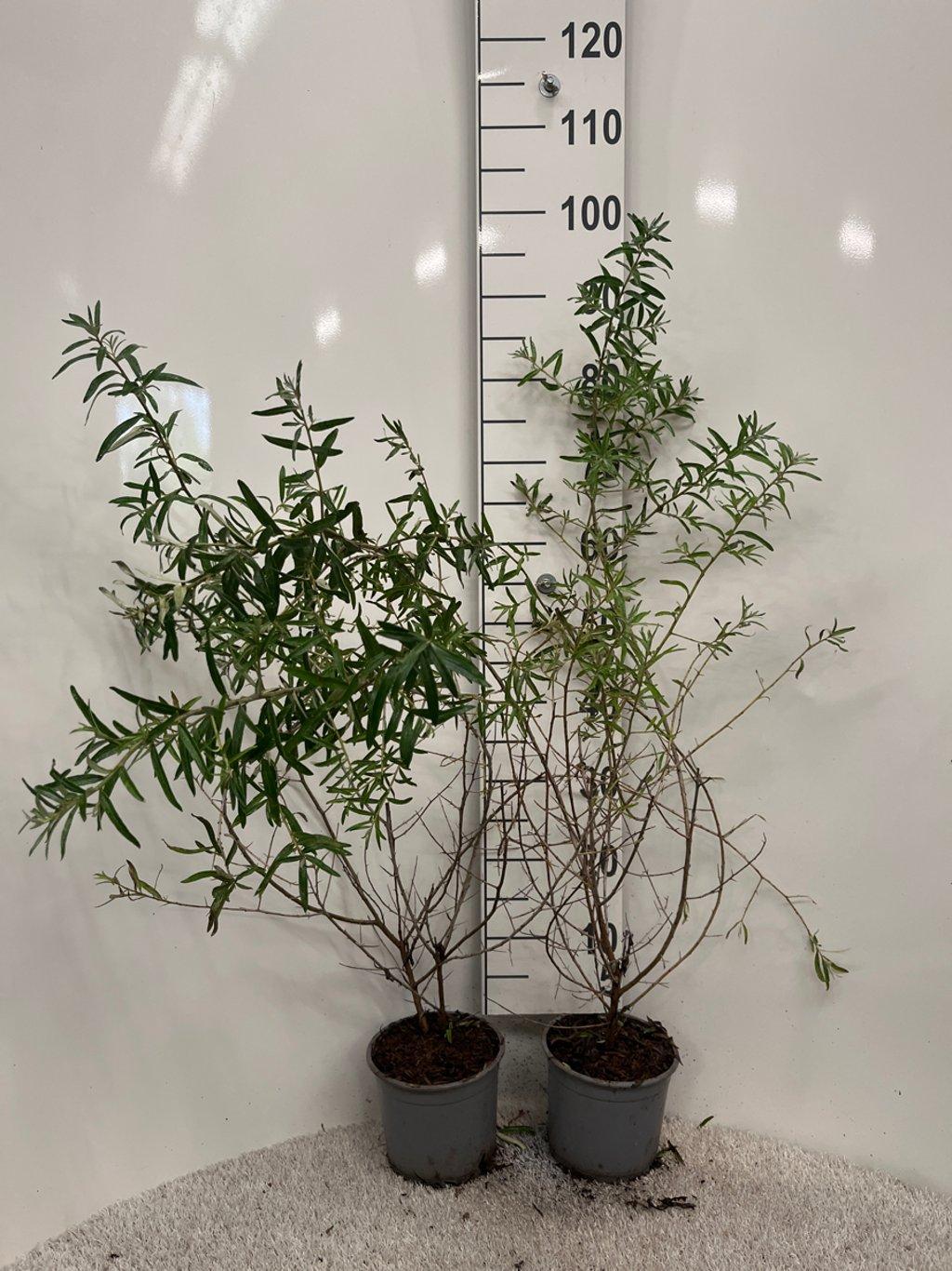 Hippophae rhamnoides C2 60cm
