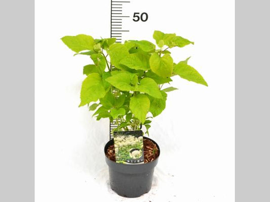Hydrangea a. 'Annabelle' C3