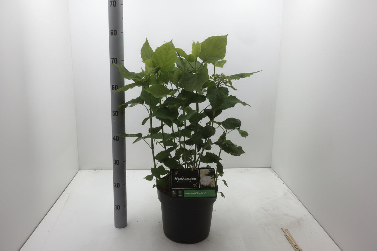 Hydrangea arborescens Annabelle 40-60, C7.5