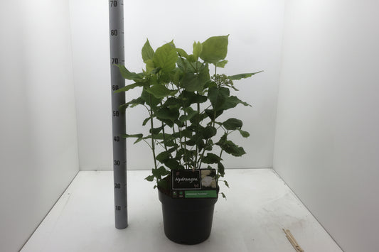Hydrangea arborescens Annabelle 40-60, C7.5
