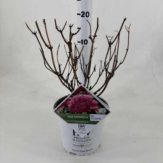 Hydrangea arborescens Pink Annabelle 40-50, C3