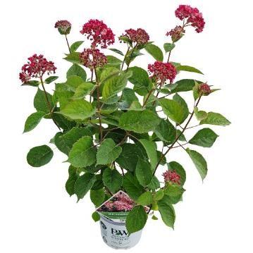 Hydrangea arborescens Ruby Annabelle 40-50, C3