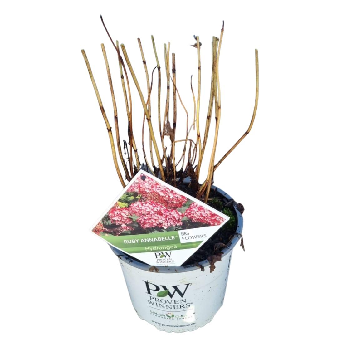 Hydrangea arborescens Ruby Annabelle 40-50, C3