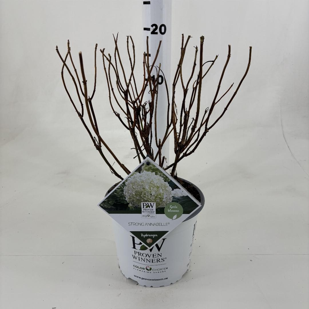 Hydrangea arborescens Strong Annabelle 40-50, C3
