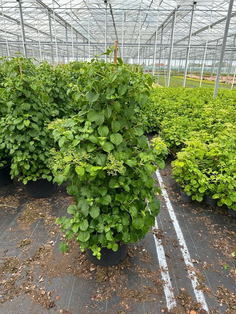 Hydrangea petiolaris - 125-150, C35, SOL