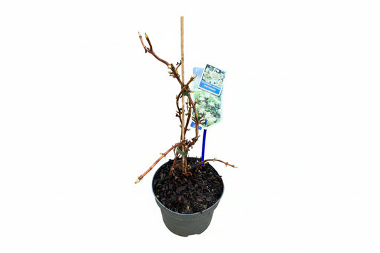 Hydrangea petiolaris - 40, C2, STOK