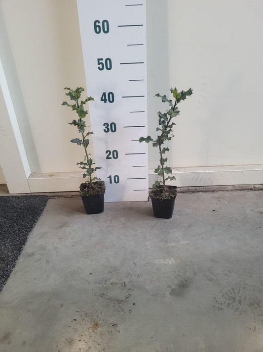 Ilex aquifolium P9 40-60cm
