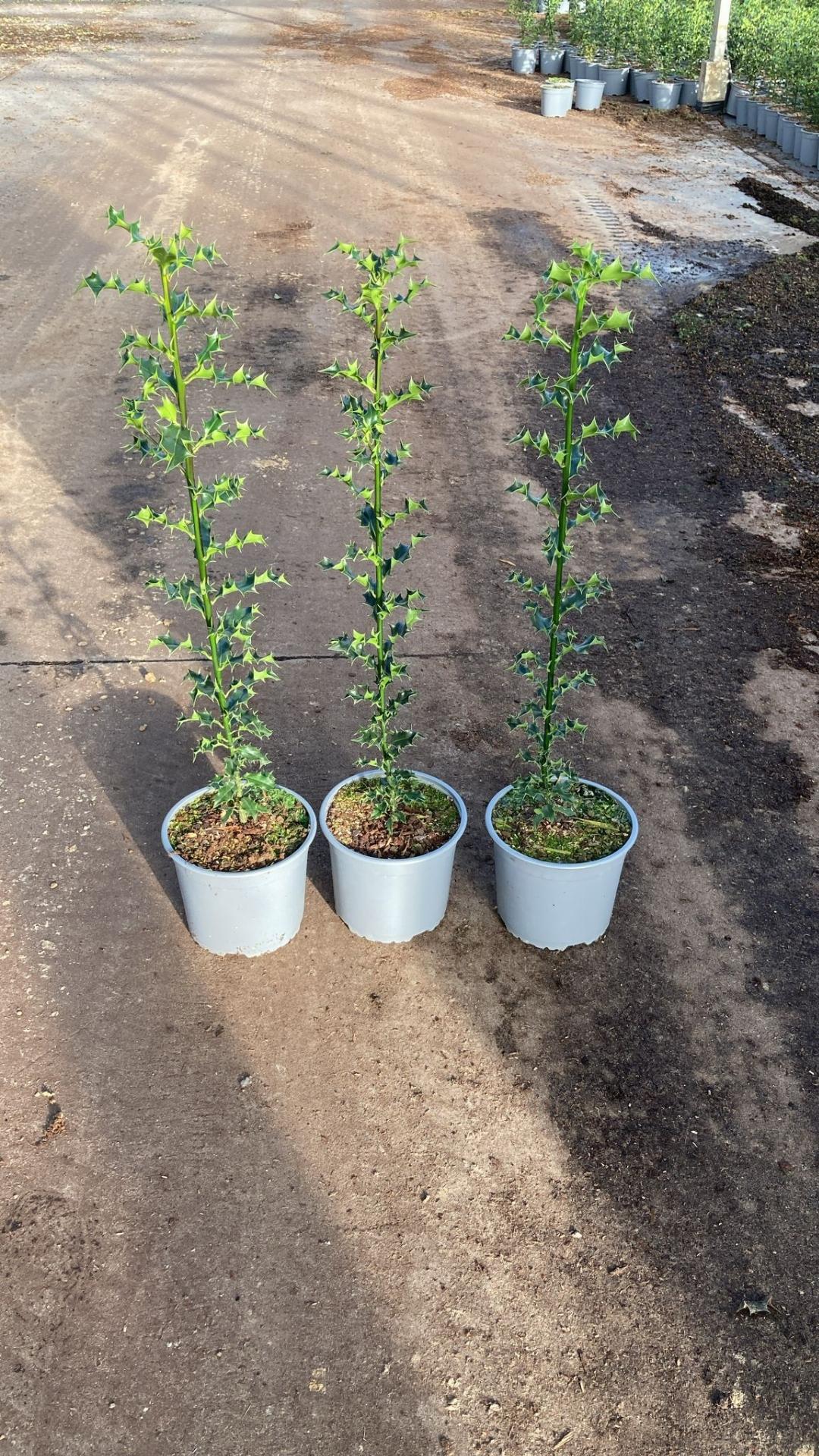 Ilex aquifolium C2 60-80cm