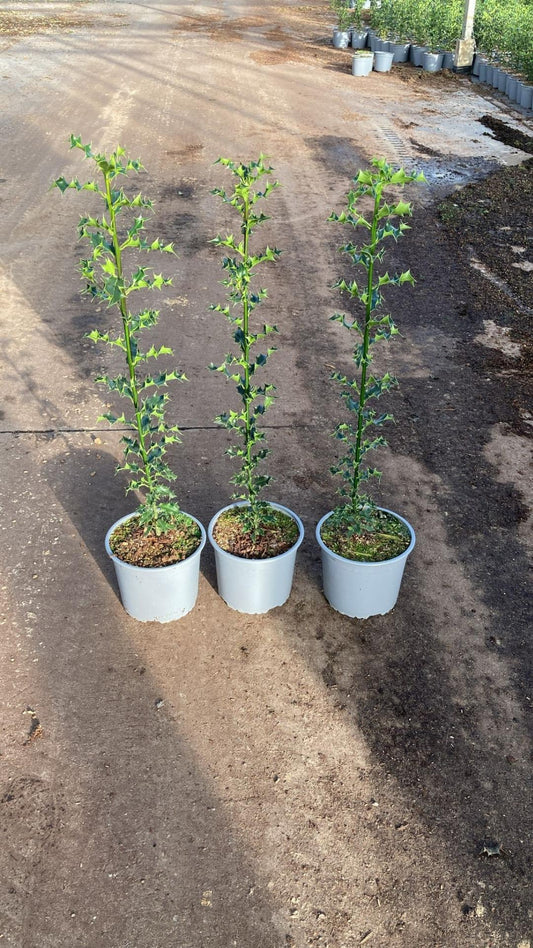 Ilex aquifolium C2 60-80cm