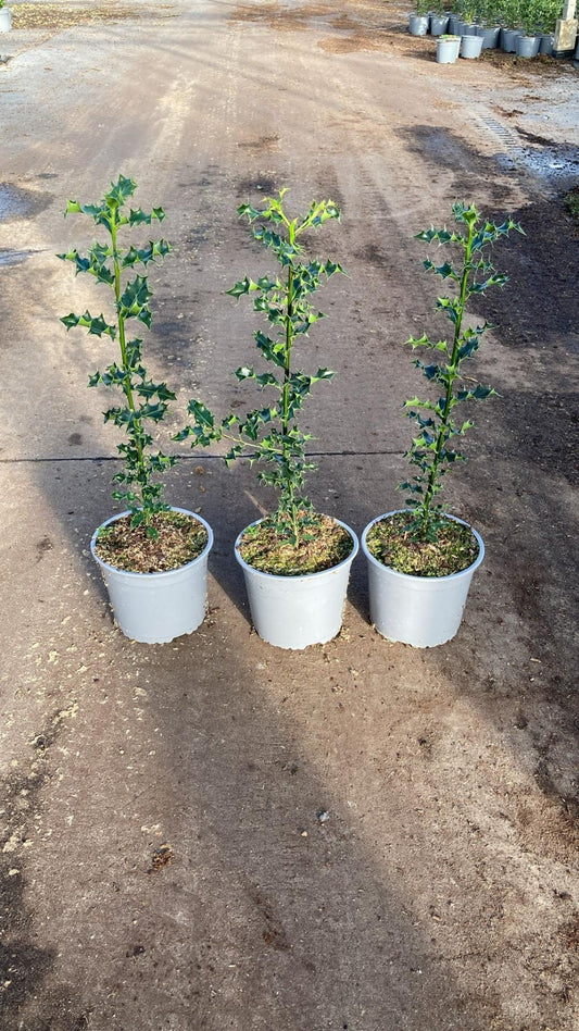 Ilex aquifolium C2 40-60cm