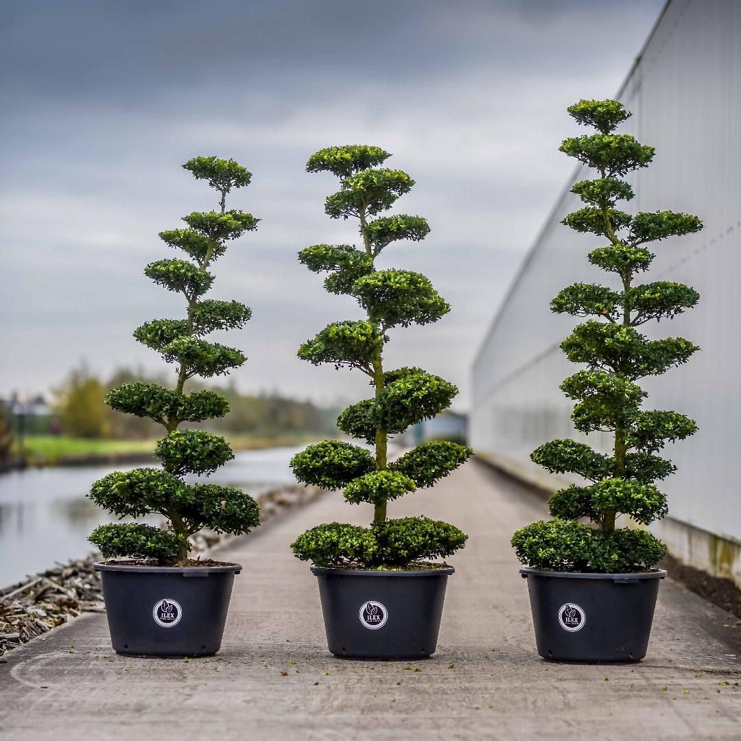 HUUR: Ilex crenata Dark Green vormen pakket
