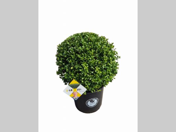 HUUR: Ilex crenata Dark Green vormen pakket