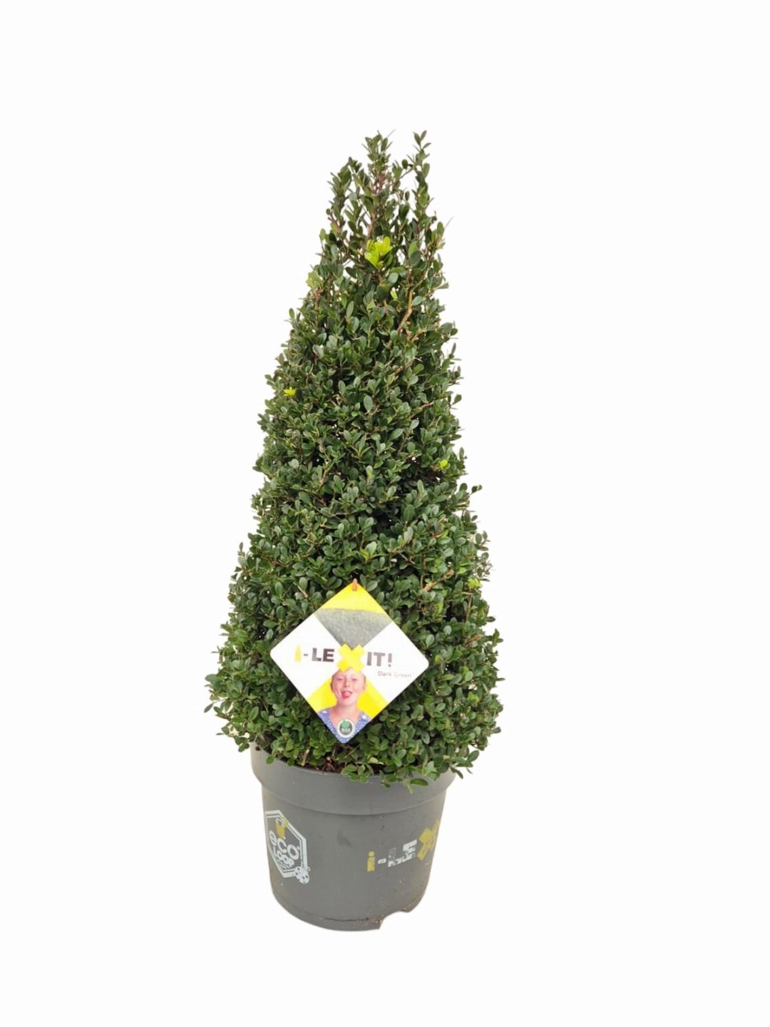 HUUR: Ilex crenata Dark Green vormen pakket