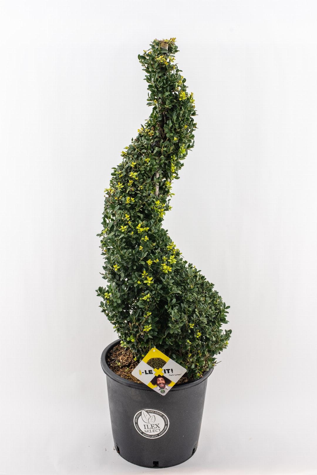 HUUR: Ilex crenata Dark Green vormen pakket
