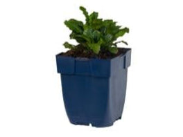 Ajuga reptans - Zenegroen bodembedekker P11