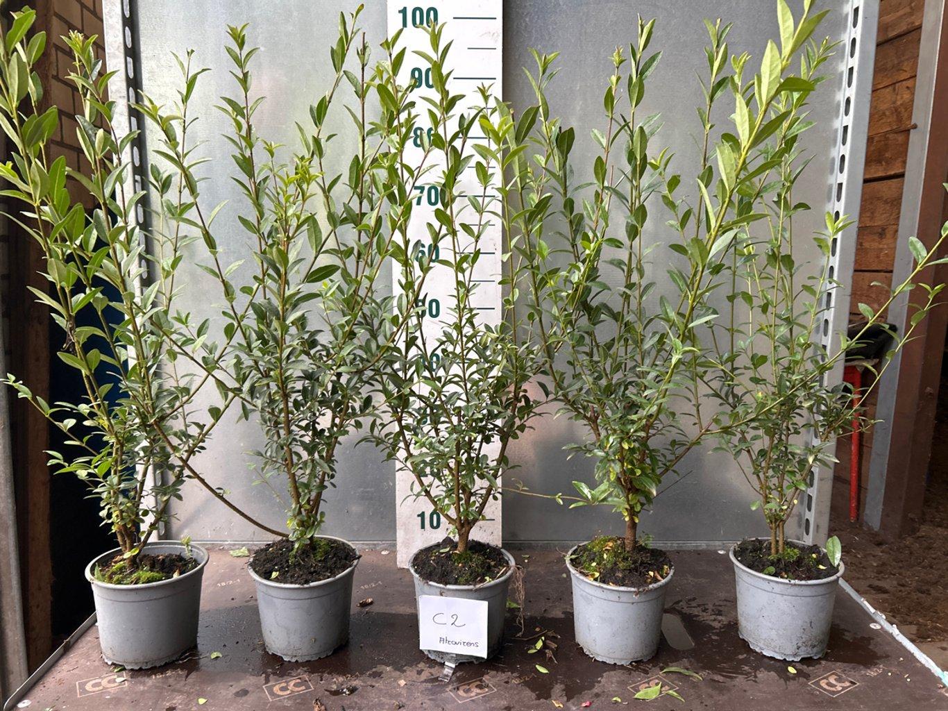 Ligustrum Atrovirens C2 60-80cm