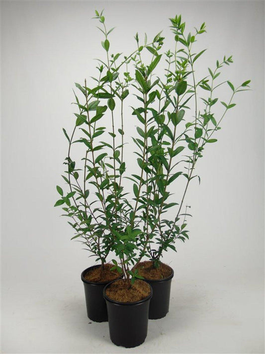 Ligustrum Atrovirens C2 40-60cm