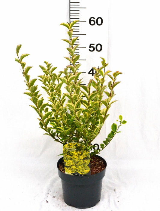 Ligustrum ov. 'Aureum' C3